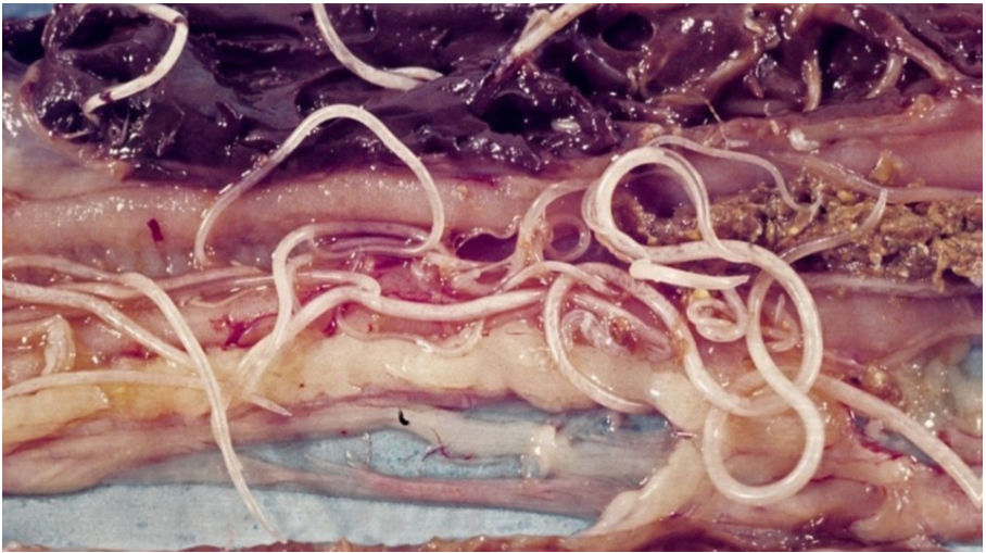 Pelan namun Pasti, Cacing Merugikan