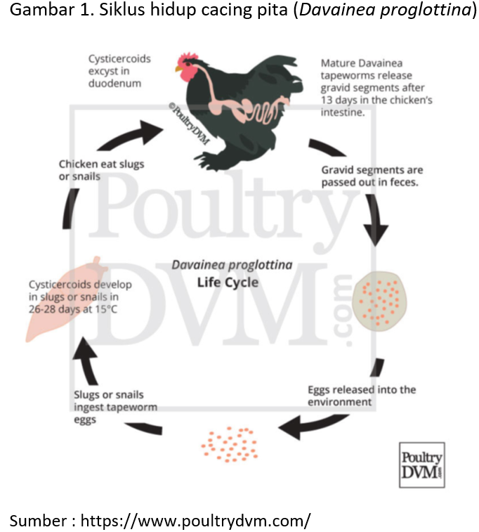 Gambar 1. Siklus hidup cacing pita (Davainea proglottina)