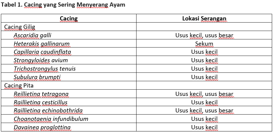 Tabel 1. Worms that Often Attack Chickens