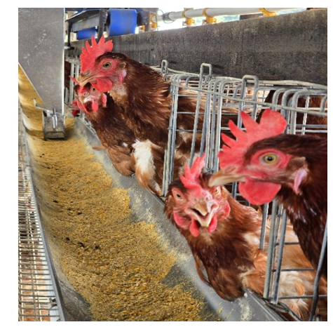 Picture 1: Illustration of a layer chicken house