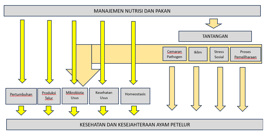 Picture 3: The Impact of Nutrition and Feed Management on Production (Bryden et al., 2021)
